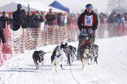 Lenk 2013